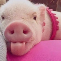关于猪的头像图片大全 个性搞笑的猪头像 (23)